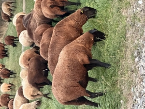 Caut cioban serios la oi rasa de carne - imagine 3