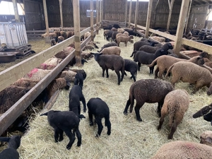 Caut cioban serios la oi rasa de carne - imagine 5