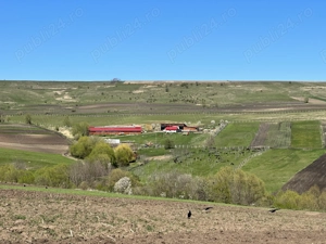 Caut cioban serios la oi rasa de carne - imagine 4