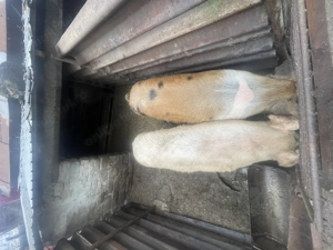 Vand porci 180-200kg - imagine 4