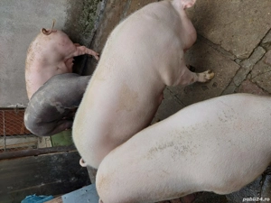 Vând porci grasi  - imagine 2