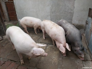 Vând porci grasi  - imagine 4