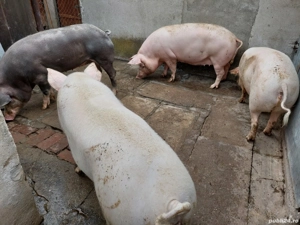 Vând porci grasi  - imagine 5