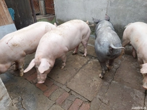 Vând porci grasi  - imagine 3