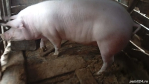 Vad purcea Ladndrace  - imagine 3