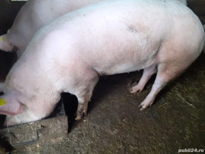 vand porc la 150 kg - imagine 3