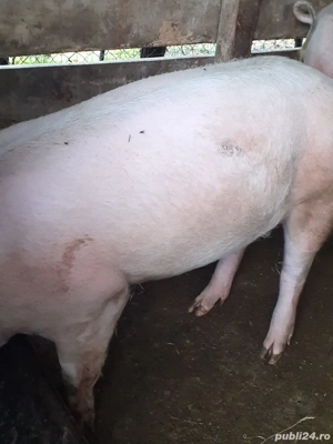 vand porc la 150 kg - imagine 5