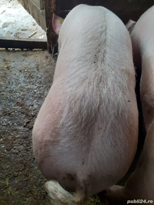 vand porc la 150 kg - imagine 4