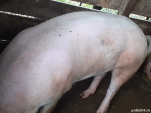 vand porc la 150 kg - imagine 2