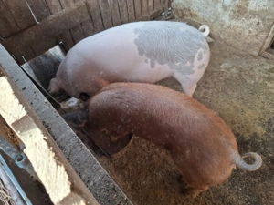 Vind porc de aproximativ 120kg, la pretul de 17ron kg in viu. - imagine 3