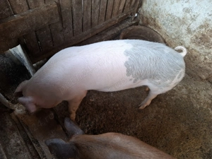 Vind porc de aproximativ 120kg, la pretul de 17ron kg in viu. - imagine 4