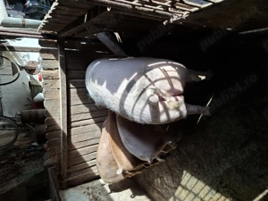 Vind porc de aproximativ 120kg, la pretul de 17ron kg in viu. - imagine 5