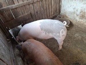 Vind porc de aproximativ 120kg, la pretul de 17ron kg in viu.