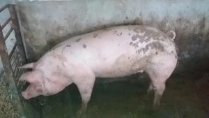 Scrofiță (Marele Alb Pietrain Maximus) - imagine 2