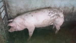 Scrofiță (Marele Alb Pietrain Maximus)