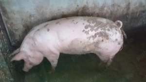 Scrofiță (Marele Alb Pietrain Maximus) - imagine 4