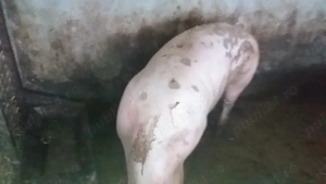 Scrofiță (Marele Alb Pietrain Maximus) - imagine 3