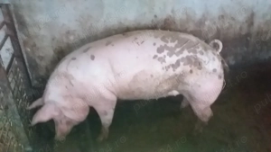 Scrofiță (Marele Alb Pietrain Maximus) - imagine 5