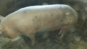 Porc rasa de carne - imagine 3