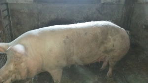 Porc rasa de carne - imagine 2