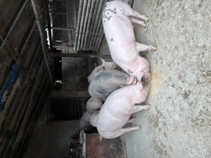 Porci de vânzare! - imagine 5