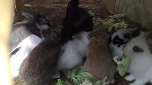 Iepurași "cap de leu" - imagine 2