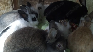 Iepurași "cap de leu" - imagine 4