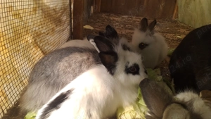 Iepurași "cap de leu" - imagine 5