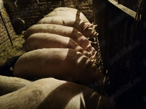 Vând porci pentru craciun