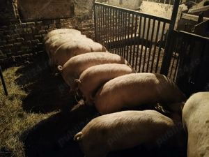 Vând porci pentru craciun - imagine 5