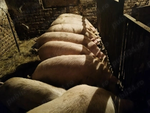 Vând porci pentru craciun - imagine 4