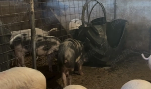 Vand porci - rasa Pietran & Marele Alb - 90-100 kg - imagine 2