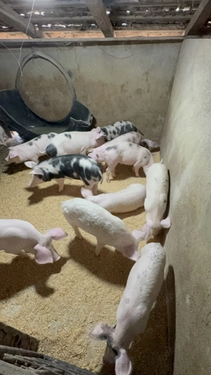 Vand purcei - Pietran & Marele Alb - 40-45 kg  - imagine 2