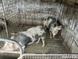 Vând Porci  - imagine 2