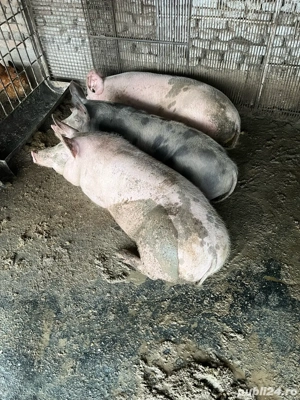 Vând Porci  - imagine 5