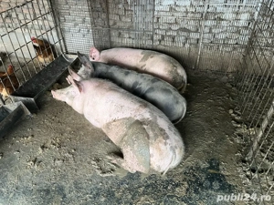 Vând Porci  - imagine 3