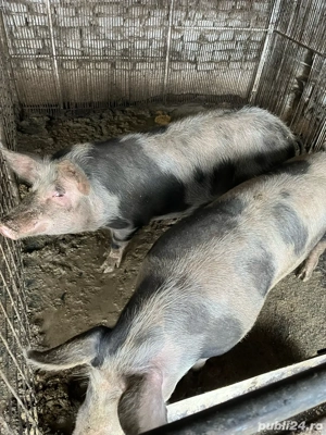 Vând Porci  - imagine 4