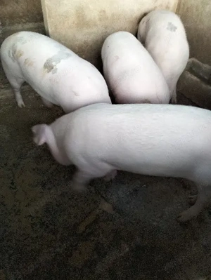 Porci de vanzare - imagine 2