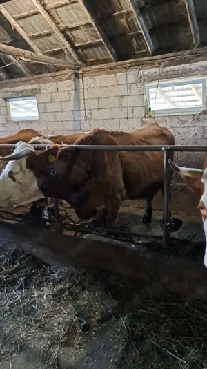 vand doua vaci bune de lapte - imagine 2