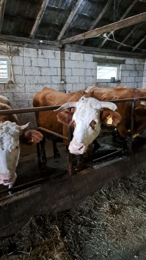 vand doua vaci bune de lapte - imagine 3