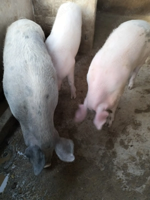 Porci de vanzare - imagine 3
