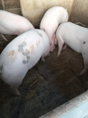 Porci de vanzare - imagine 5