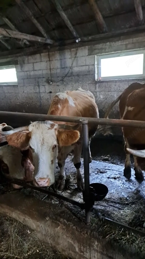 vand doua vaci bune de lapte - imagine 4