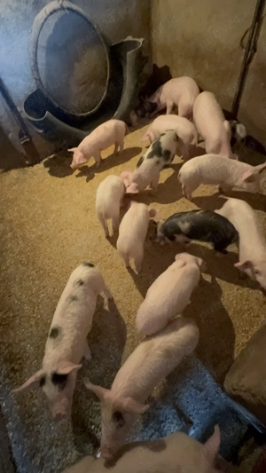 Vand purcei înțărcați - rasa Pietran & Marele Alb  - imagine 2