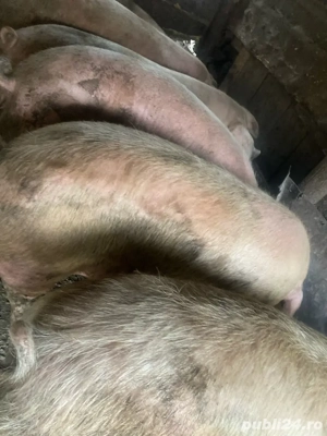 vand porci pt sacrificat 
