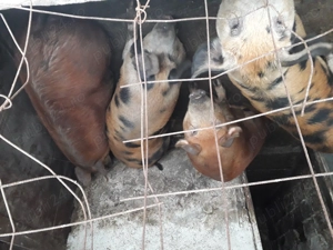 Porci de vânzare  180 kg la 13lei kg  - imagine 2