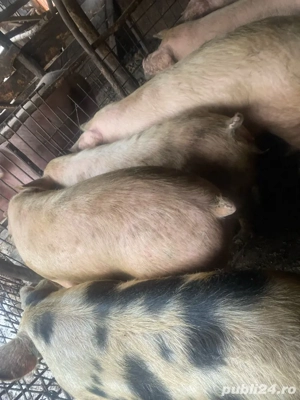 vand porci pt sacrificat  - imagine 2