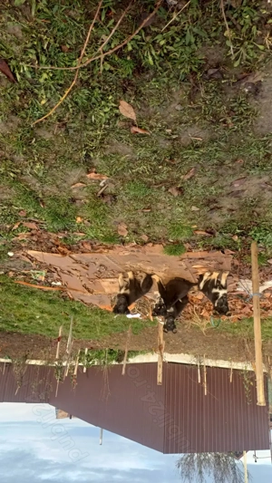 Vand ciobanesc german  - imagine 2