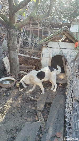 Cățel metis 7 ani gratis - imagine 2