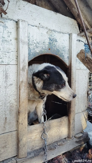 Cățel metis 7 ani gratis